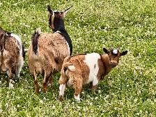 Purebred Nigerian Dwarf - Photo 9
