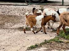 Purebred Nigerian Dwarf - Photo 10