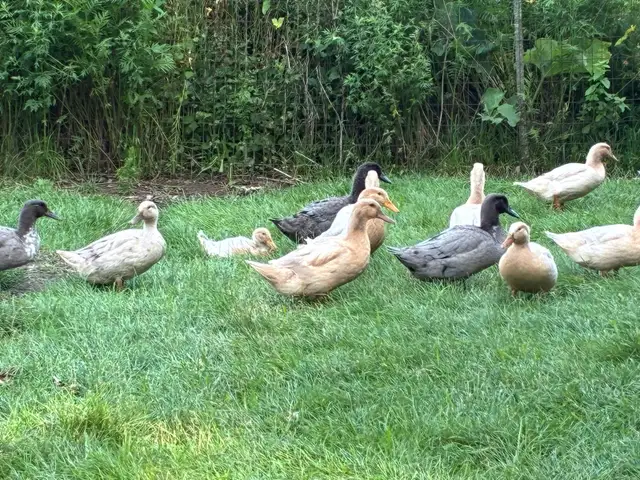 Buff Orpington ducks