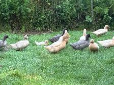 Buff Orpington ducks