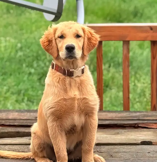 YOUNG GOLDEN RETRIEVER FOR GUARDIAN HOME