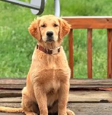 YOUNG GOLDEN RETRIEVER FOR GUARDIAN HOME