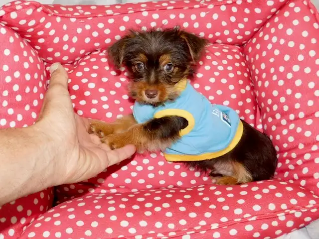 Yorkshire terrier brown puppy