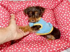 Yorkshire terrier brown puppy