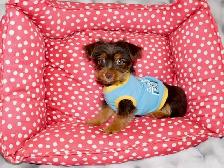 Yorkshire terrier brown puppy - Photo 2