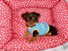 Yorkshire terrier brown puppy - Photo 3