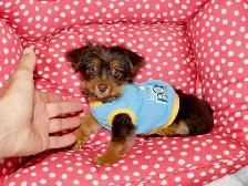 Yorkshire terrier brown puppy - Photo 4