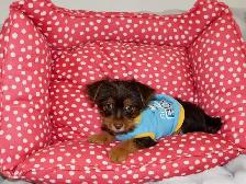 Yorkshire terrier brown puppy - Photo 5