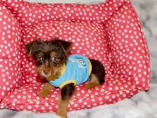 Yorkshire terrier brown puppy - Photo 6