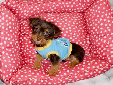 Yorkshire terrier brown puppy - Photo 7