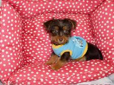 Yorkshire terrier brown puppy - Photo 8
