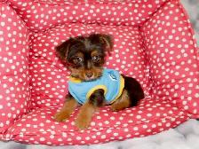 Yorkshire terrier brown puppy - Photo 9