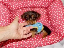 Yorkshire terrier brown puppy - Photo 10