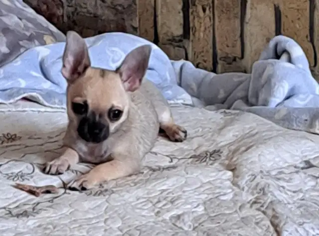 Chihuahua Puppy