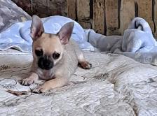 Chihuahua Puppy