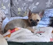 Chihuahua Puppy - Photo 2