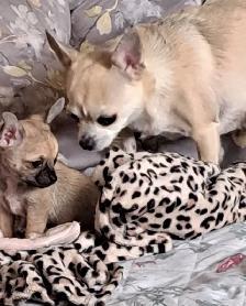Chihuahua Puppy - Photo 3