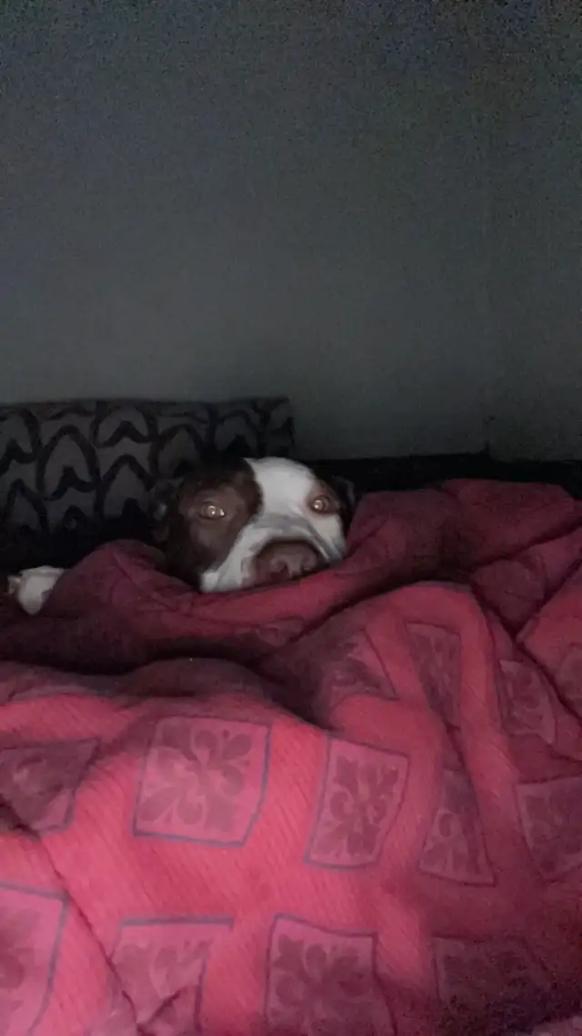 Bully looking for home
