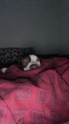 Bully looking for home