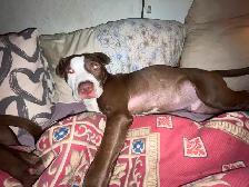 Bully looking for home - Photo 2