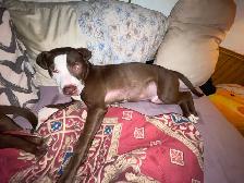 Bully looking for home - Photo 3