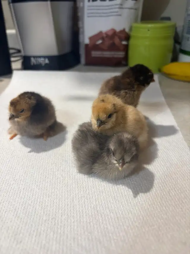 Day old silkie/banty mix chicks