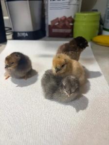 Day old silkie/banty mix chicks