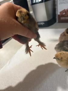 Day old silkie/banty mix chicks - Photo 2