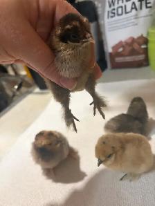Day old silkie/banty mix chicks - Photo 3