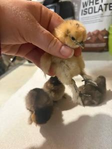 Day old silkie/banty mix chicks - Photo 4