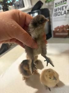 Day old silkie/banty mix chicks - Photo 5