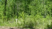 80 %OFFLAKE LOTS AND BUSINESS FOR SALE.lesserslavelake(KINUSO)