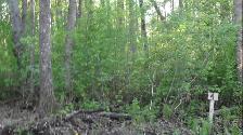 80 %OFFLAKE LOTS AND BUSINESS FOR SALE.lesserslavelake(KINUSO) - Photo 2