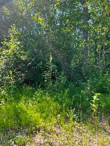 80 %OFFLAKE LOTS AND BUSINESS FOR SALE.lesserslavelake(KINUSO) - Photo 7