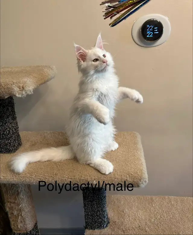 Maine Coon Kittens