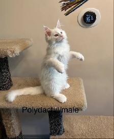 Maine Coon Kittens