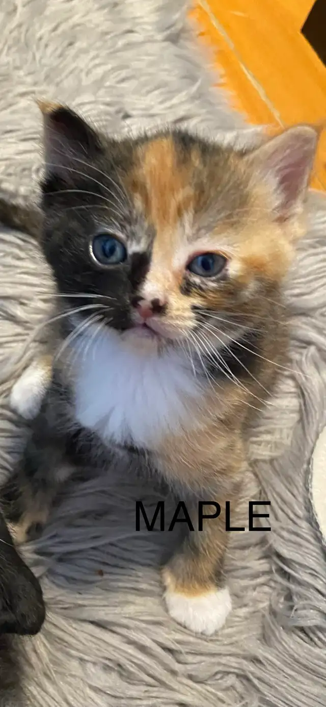 Vet checked Vaccinated kittens