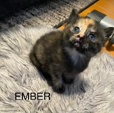Vet checked Vaccinated kittens - Photo 2