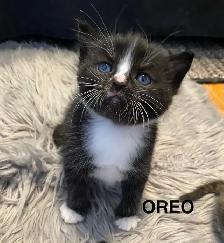 Vet checked Vaccinated kittens - Photo 3