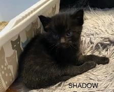Vet checked Vaccinated kittens - Photo 4