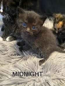 Vet checked Vaccinated kittens - Photo 5