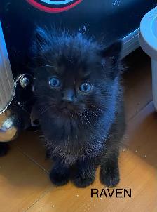 Vet checked Vaccinated kittens - Photo 6