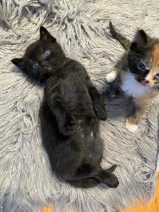 Vet checked Vaccinated kittens - Photo 7