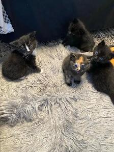 Vet checked Vaccinated kittens - Photo 8