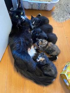 Vet checked Vaccinated kittens - Photo 9
