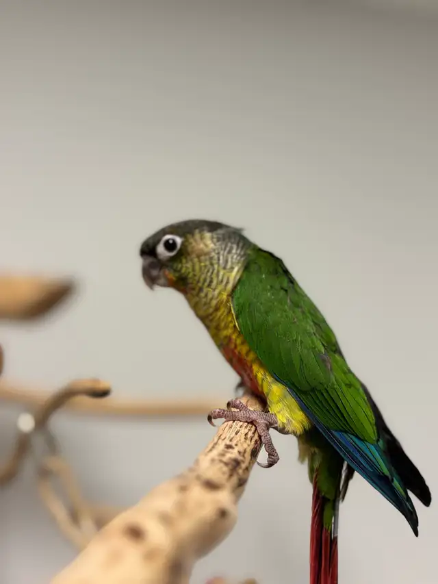 Handraised yellow sided conure