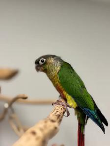 Handraised yellow sided conure