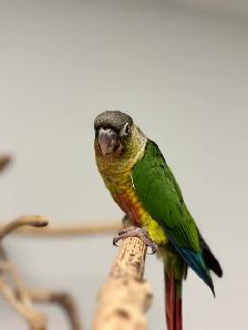 Handraised yellow sided conure - Photo 2