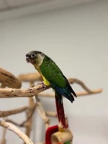 Handraised yellow sided conure - Photo 3