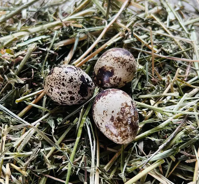 Coturnix quail hatching eggs